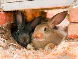 Enchanted Farm on 5 Acres - Pool, Bunnies & Mini Horses - Image 5
