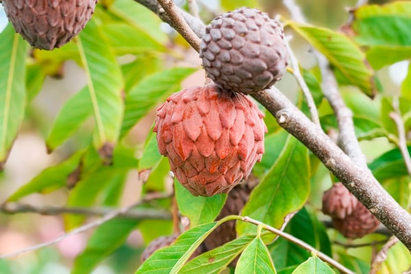 Exotic Fruit Forest