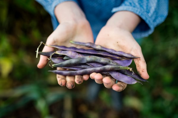 Culinary Garden