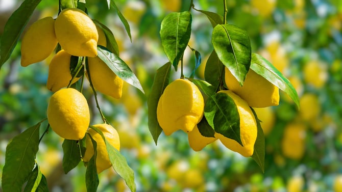 Exotic Fruit Trees and Avocado Grove in San Diego