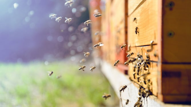 Beekeeping 101