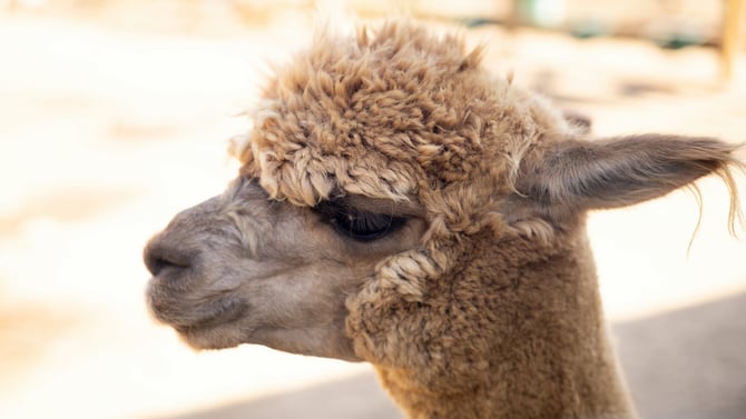 Animal Sanctuary Play