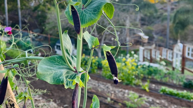 Care Farming Program San Diego